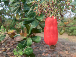 Wall Mural - Bunch of ripe and raw cashew apple hanging on cashew tree branch, soft and selective focus.