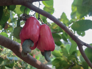 Wall Mural - Bunch of ripe and raw cashew apple hanging on cashew tree branch, soft and selective focus.