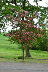 Wall Mural - pink blooming tree