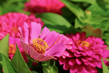 Wall Mural - closeup of marvelous hot pink zinnia blossoming in the sunlight