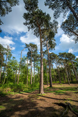 Sticker - lickey hills country park hiking walking west midlands england uk