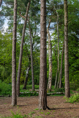 Sticker - lickey hills country park hiking walking west midlands england uk