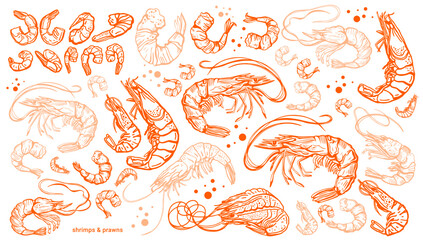 Wall Mural - Hand drawn isolated vector set of shrimps and prawns. Shrimps and langoustines on a white background.. Seafood, food vintage illustration	