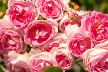 Wall Mural - climbing jasmina roses blooming in the garden. abundantly blooming rose close-up, romantic backgroun