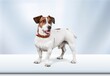 Cute smart dog pet on a white background