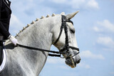 Fototapeta Konie - Closeup of a horse portrait during competition training