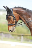 Fototapeta Konie - Closeup of a horse portrait during competition training