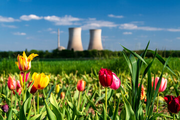 Blumen vs. Atomkraft