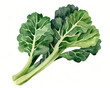 Kale leaves. Isolated watercolor illustration on white background. 