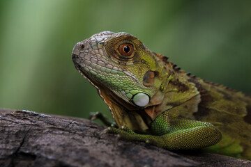 Wall Mural - red green iguana on a branch