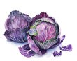 Red cabbage. Isolated watercolor illustration on white background. 