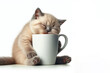 cat feeling exhausted half asleep while drinking a hot drink in mug to wake up Isolated on white