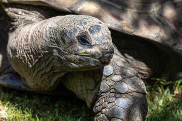 Aldabra giant tortoise, Curieuse Marine National Park, Curieuse, Seychelles