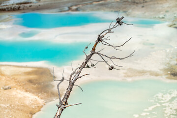 Wall Mural - Norris Geyser Basin, Yellowstone National Park