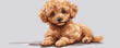 © Coosh448 - Little cute toy poodle dog. vector simple illustration
