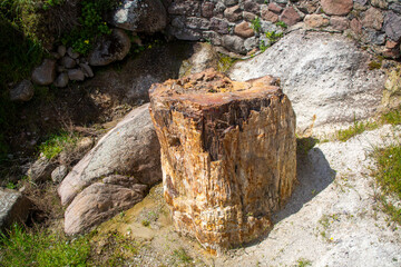 Wall Mural - A fossilized tree trunk from the UNESCO Geopark 