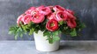 Vibrant pink ranunculus bouquet in a white pot, perfect for interior design and festive occasions.