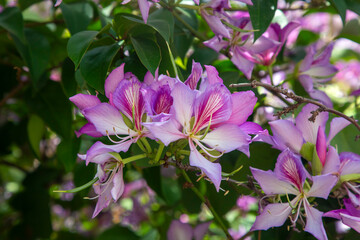 Wall Mural - Pink Bauhinia flower blooming, Closeup Purple Orchid Tree or Purple Bauhinia (Bauhinia purpurea L.)