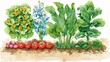 Botanical illustration of a vegetable garden, ideal for educational content and gardening guides.