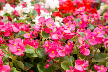 Wall Mural - Plants of a begonia of ever flowering (Begonia semperflorens)