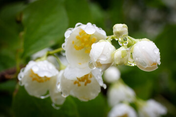 Wall Mural - Jasmine flowers blossoming in a garden in sunny day.