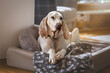 Porcelaine hound (chien de franche comte) at home in his dog bed