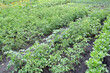 organically cultivated various vegetables in the vegetable garden, springtime