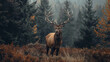 Majestic stag standing proudly in misty autumn forest