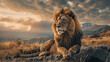 Majestic lion resting on a rock during sunset