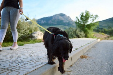 Wall Mural - Focus on a purebred pedigree black cocker spaniel dog pet being walked on leash outdoors, against mountains nature background