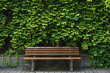 Empty wooden bench against lush green ivy wall in park