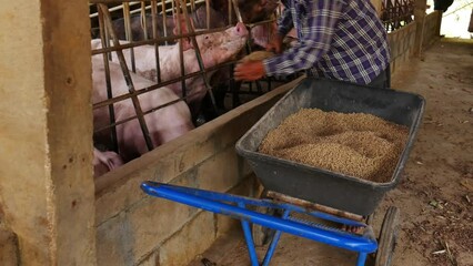 Wall Mural - The pig farmer is feeding  the pig farm. Male farmer feeding Livestock on a rural farm, Pig farming