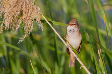 Sticker - (Acrocephalus arundinaceus) standing on a reed near a lake.