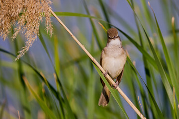 Sticker - (Acrocephalus arundinaceus) standing on a reed near a lake.