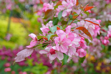 Poster - Blooming apple orchard. Pink apple tree flowers.