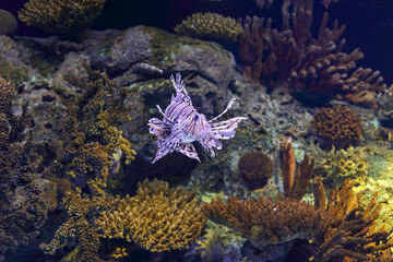 Wall Mural - Lionfish passing by