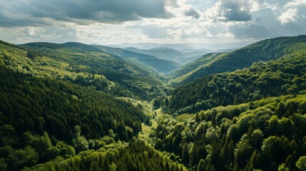 Wall Mural - Aerial view of the Carpathian Mountains in Romania, stretching across the landscape with dense forests and rich biodivers