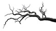 © CStock - dry branch from a towering dead tree,isolated on transparent and white background.PNG image.