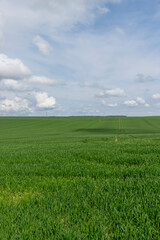 Wall Mural - green wheat grass in the spring in the field