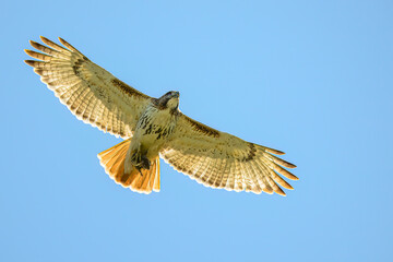 Wall Mural - A flying Red-tailed Hawk (Buteo jamaicensis) against a clear blue sky carrying an Eastern Chipmunk (Tamias striatus) in its talons in Michigan, USA.