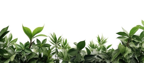 tropical tree branches with leaves isolated on a white background creating a lush green foliage back