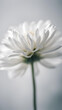 A close-up white flower with blurred background, white flower wallpaper