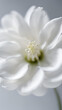 A close-up white flower with blurred background, white flower wallpaper