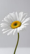 A close-up daisy with blurred background, daisy wallpaper, daisy