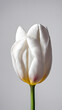A close-up Tulipa with blurred background, Tulipa wallpaper, Tulip 