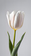 A close-up Tulipa with blurred background, Tulipa wallpaper, Tulip 