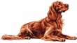 An Irish Setter sitting with its glossy red coat shining, isolated on a white background