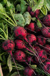 Close-up of local food, organic vegetable harvest, radish harvesting and storage, vertical