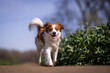 © dogphotos - Kooikerhondje dog with smile