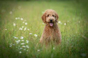 Wall Mural - amazing goldendoodle dog breed sitting at the meadow